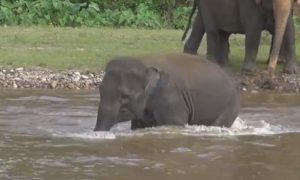 動物と人間の絆は存在する。 川で大好きな人を助けに行く子象の姿に心温まる