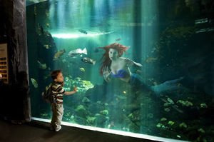 水族館に展示される人魚姫