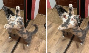 鏡の中の自分と戦う猫、社交ダンスを踊っているかのよう